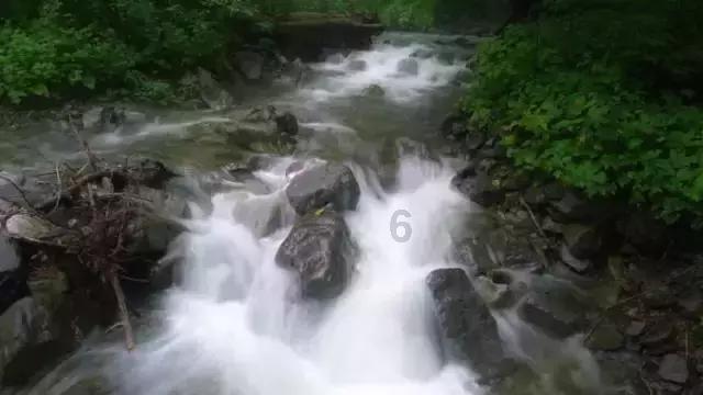 孔雀逃生